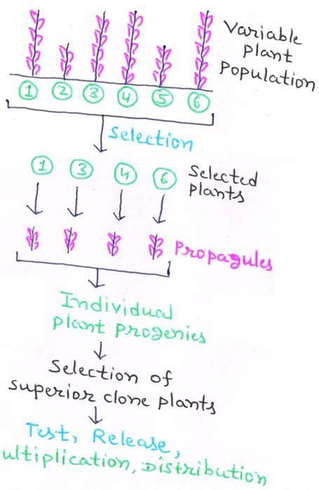 Clonal Selection And Hybridization