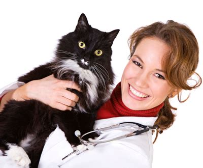 Cats who received the fvrcp vaccines by injection had higher levels of circulating antibodies to this information should give cat guardians pause before agreeing to have their cats' distemper. Feline Distemper Vaccination