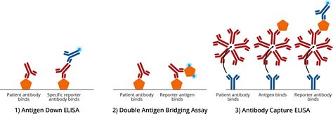Why We Need Antigen And Antibody Tests For Covid 19 The Native