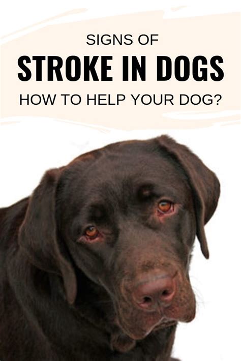 Signs Of Stroke In Dogs How To Help Your Dog Fashionable Dogs