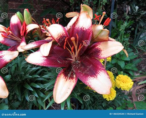 Red And White Lily Flower Stock Photo Image Of Spring 146424544