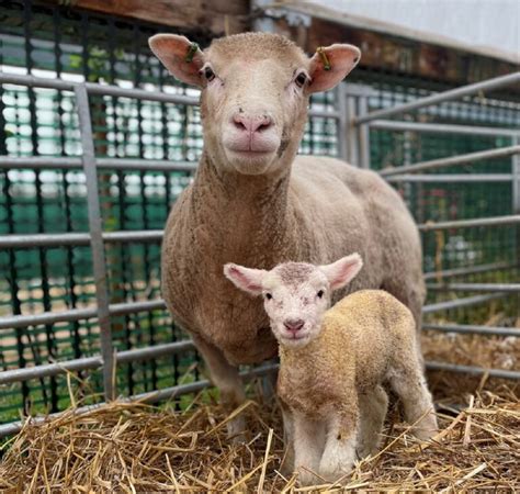 Barony Farm Springs To Life With Autumn Lambs Farmers Guide