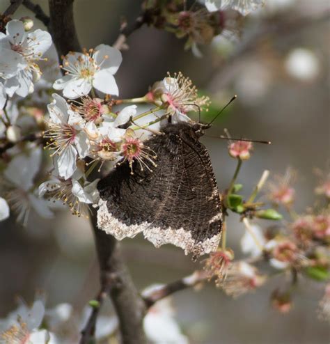 Mourning cloaks are occasionally seen on the earliest flowers including dandelions. Len's Lens - Confessions of a digiscoper: Mourning Cloak ...