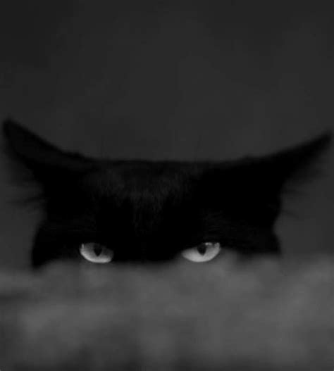 Pin By Michelle Garcia On Kitty Black Cat Aesthetic Cat Aesthetic