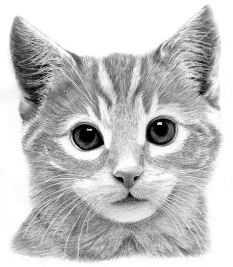 Art Pencil Drawings Kitten Drawing By Ronny Hart Kitten Fine Art
