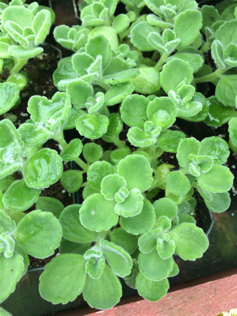 Vick's Plant (Plectranthus purpuratus) - Buy it Now!