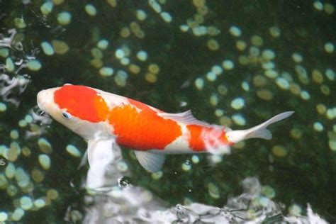 16 Types Of Koi Fish Varieties Colors And Classifications With