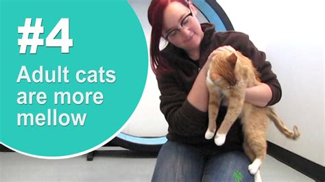 Top 5 Reasons To Adopt An Adult Cat Youtube