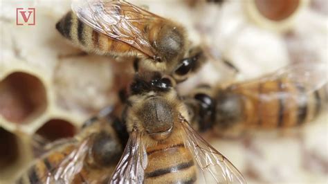 Research Shows Male Honey Bees Blind Queen After Mating For To Better