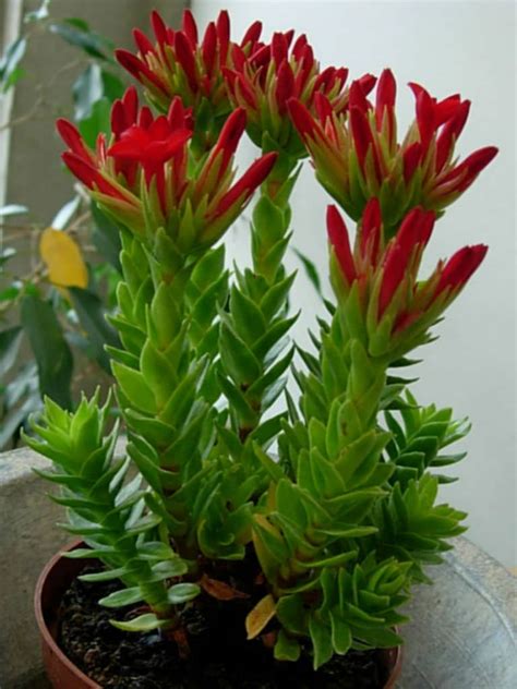 crassula coccinea red crassula world of succulents cactus plants succulent gardening