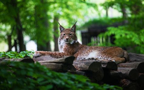 Download Wallpapers 4k Lynx Forest Predator Wildlife Bokeh Lynx