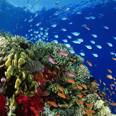 Coral Reef Underwater Ipad Air Wallpapers Free Download