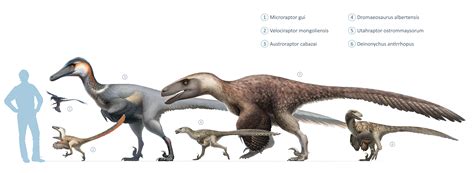 Size Comparison Of A Velociraptor And Its Cousins Relative To The