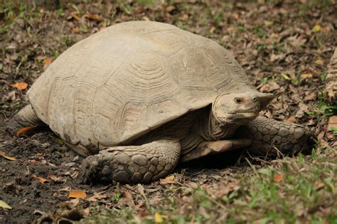 What Do African Sulcata Tortoises Eat A Complete Guide 101