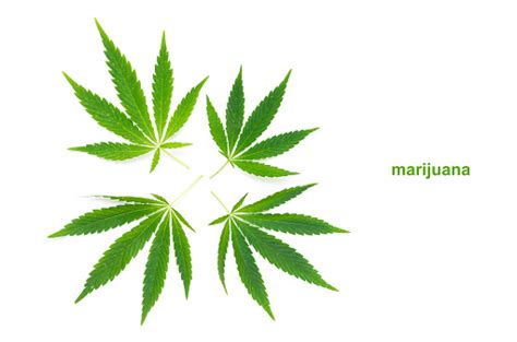 Kannabisz Levél Fehér Alapon Gyógynövény Gyógyszer Témájú Stock Fotó
