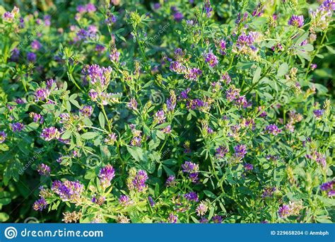 Flowering Alfalfa On The Field Fragment Close Up Stock Photo Image