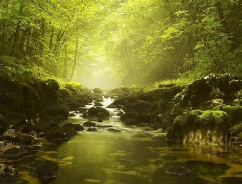 Tranquility River Moss Green Rocks Forest Stones Hd Wallpaper