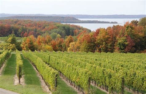 Traverse City To Become City Of Riesling In July Dbusiness Magazine