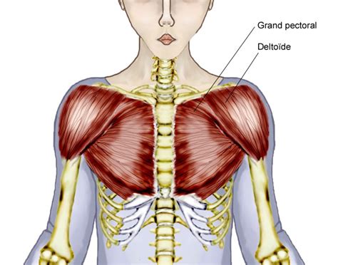 Muscle extending from the temporal fossa to the coronoid process of the mandible. Overview Of Chest Muscles