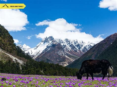 Indias Hidden Valley Of Flowers Treks And Trails India