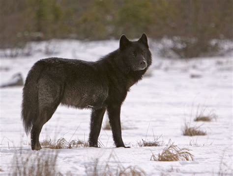 Spirit Animal Black Wolf Juneaus Late Romeo Black Wolf Wolf