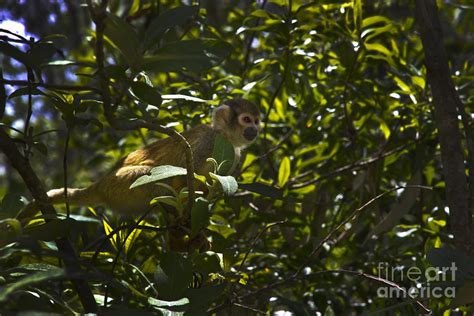 Our Chattering Shadow At Amaru Photograph By Al Bourassa Fine Art America