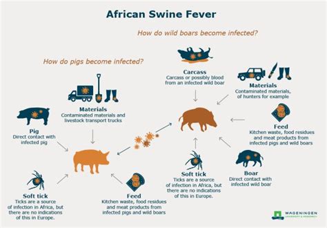 African Swine Fever Asf Wur