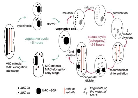 Vegetative And Sexual Phases Of The Paramecium Life Cycle The My Xxx Hot Girl