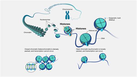 chromatin in a cell model