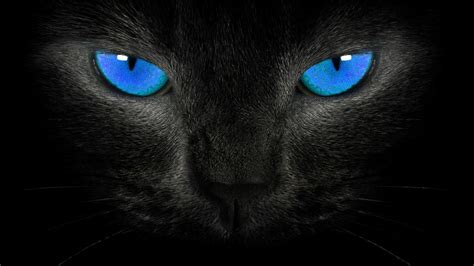 Download Face Blue Eyes Animal Cat Hd Wallpaper