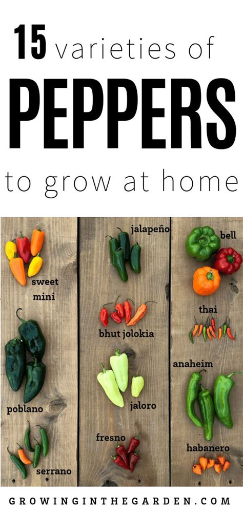 Types Of Peppers Pepper Varieties Growing In The Garden Types Of