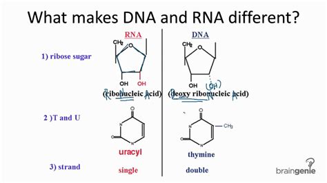 1031 Differences Between Dna And Rna Youtube