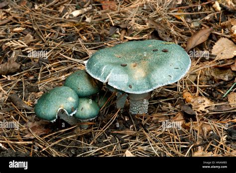 Blue Roundhead Stropharia Caerulea Stock Photo Alamy