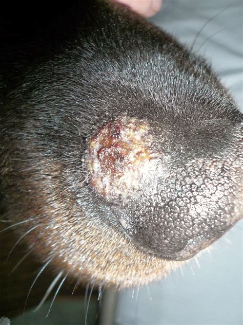 Herpesvirusinfektionen bei pferden werden durch verschiedene herpesviren ausgelöst. Gisi's Blog - Von Tag zu Tag: Wenn mein Hund eine Irritation hat