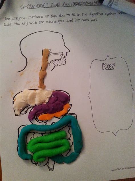 Our Precious Sprouts' Homeschool Journal: FREE Digestive System