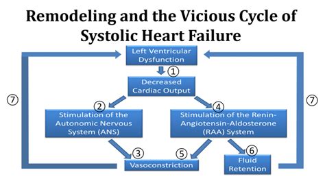 The Heart Failure Syndrome Executive Electrocardiogram Education