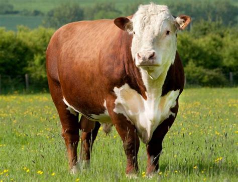 Signs Of Heat Breeding Your Cow Or Heifer At The Right Moment Moocall