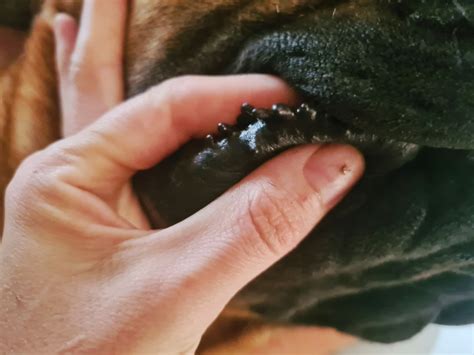 Do Dogs Have Lips Lets Talk About The Rim Of A Dogs Mouth Pawsafe