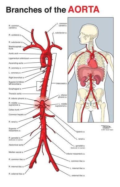 Abdominal and pelvic anatomy encompasses the anatomy of all structures of the abdominal and this anatomy section promotes the use of the terminologia anatomica, the international standard of. Branches of the aorta | Anatomy | Pinterest | Medical ...