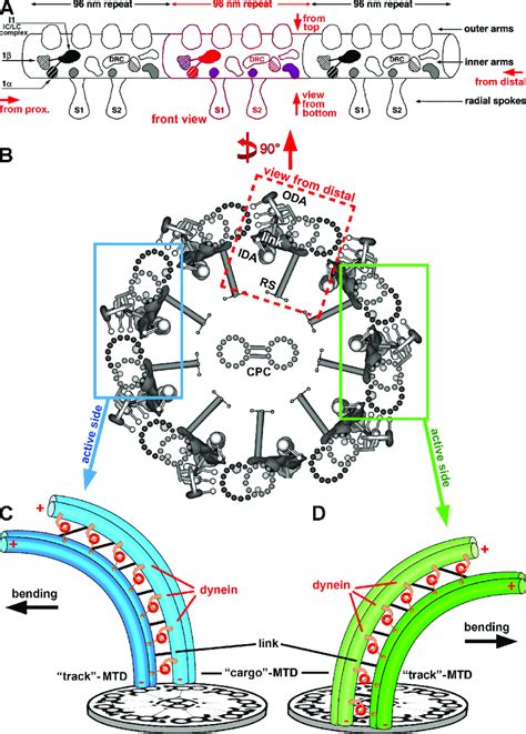 The purpose of cilia and flagella is to move the cell around, so the answer is animal cells (normally bacteria) as a plants cells can't move. Schematic models showing the general organization of cilia ...