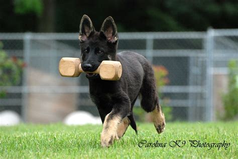 Check spelling or type a new query. German Shepherd Puppies, DC Metro Area / Frederick Maryland | German shepherd puppies, German ...