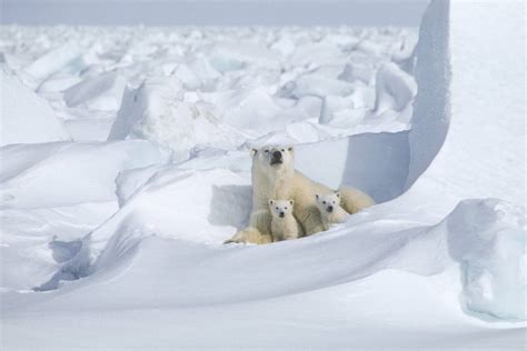 International Polar Bear Day Schedule 2023 Polar Bears International