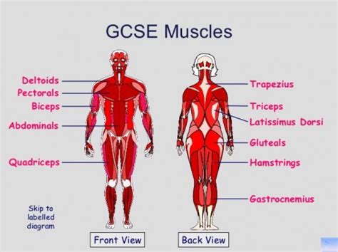 Maybe you would like to learn more about one of these? Muscles In The Body Labelled / Blank Muscle Diagram to ...