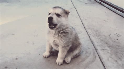 Join imgur emerald to award accolades! Dog GIF - Find & Share on GIPHY