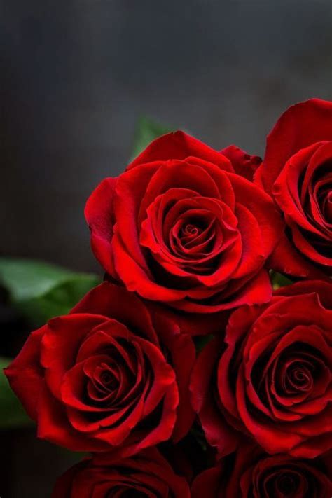 Pin By ️vamp ️ On ️love For Roses ️ In 2020 Red Roses Rose Flower