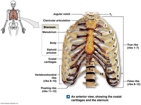 The anterior and middle scalenes attach to the first rib, while the posterior scalene attaches to the second rib. The thoracic cage, an anterior view. | Thoracic cage ...