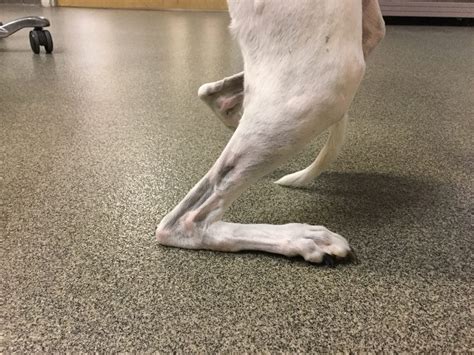 Achilles Tendon Injuries North Georgia Veterinary Specialists North