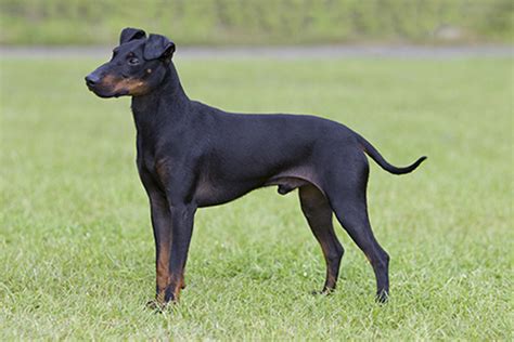 Manchester Terrier Breeds A To Z The Kennel Club