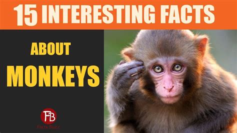 15 Interesting Facts About Monkeys Amazing Facts About The World