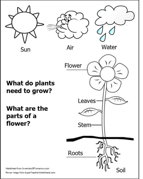 plant parts worksheet | Plants worksheets, Parts of a flower, Parts of